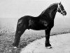 stallion Prins 109 (Friese, 1898, from Frits 95)