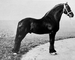 stallion Prins 109 (Friese, 1898, from Frits 95)