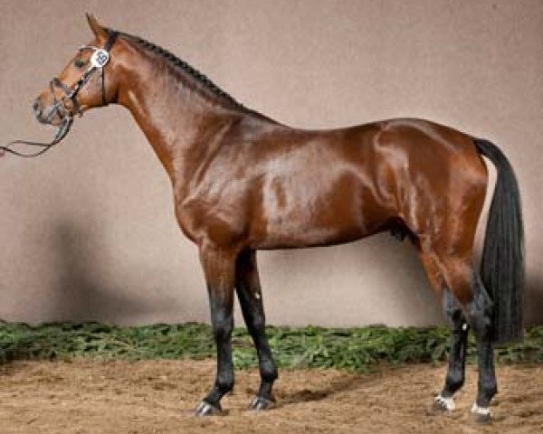 stallion Nexus (Westphalian, 2009, from Numero Uno)