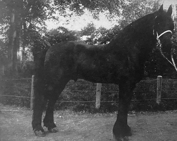 stallion Friso 117 (Friese, 1901, from Ulbe 100)