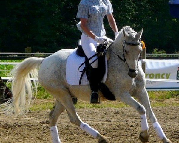 Pferd Darius (Deutsches Reitpony, 1986, von Durello)