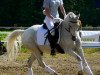 horse Darius (German Riding Pony, 1986, from Durello)