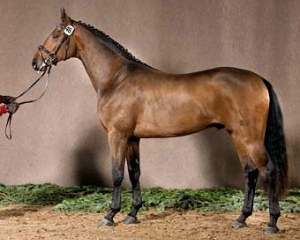 stallion First Choice (Westphalian, 2009, from Fidertanz)