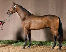 Deckhengst First Choice (Westfale, 2009, von Fidertanz)