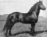 stallion Held 140 (Friese, 1928, from Arend 131)