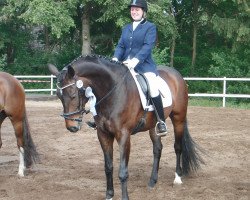 dressage horse Dave Lucino (Oldenburg, 2000, from Davignon I)