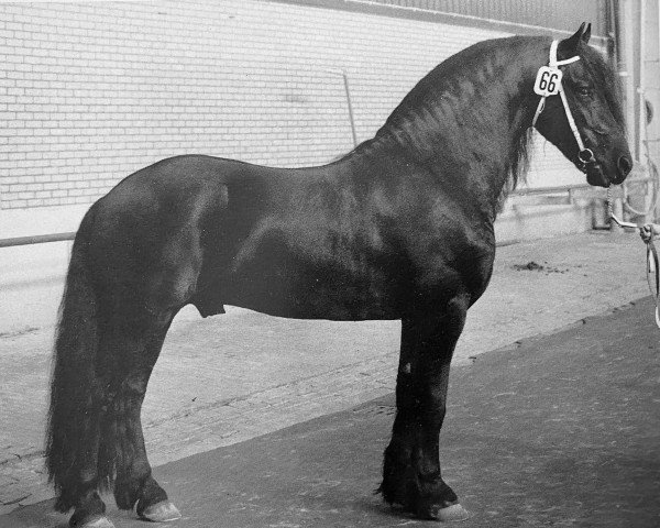 stallion Gaije 295 (Friese, 1984, from Lammert 260)