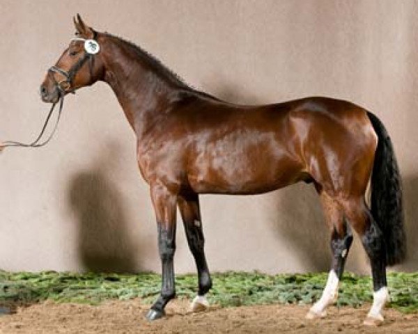 stallion Ecl Corvo (Westphalian, 2009, from Coronas 2)