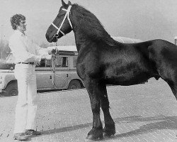 stallion Ige 257 (Friese, 1974, from Mark 232)