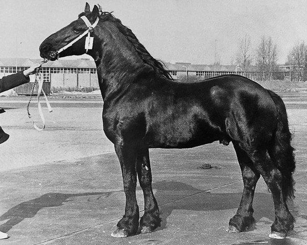 stallion Herke 256 (Friese, 1973, from Mark 232)