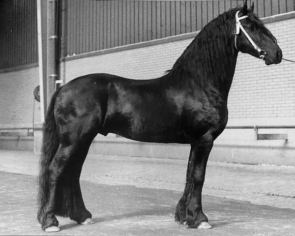 stallion Jildert 299 (Friese, 1985, from Mark 232)