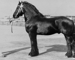 stallion Gouke 255 (Friese, 1973, from Mark 232)