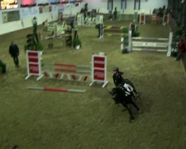 jumper Cobalt du Geer (Belgian Riding Pony, 1998, from Klootwijkhoeve's Vidar)