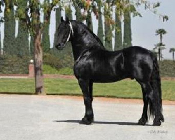 stallion Sibald 380 (Friese, 1997, from Sierk 326)