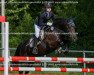 broodmare Heidi 589 (German Riding Pony, 2007, from Hurrikan Heros)