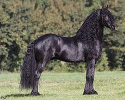 stallion Rindert 406 (Friese, 1997, from Brandus 345)