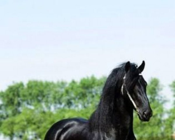 stallion Maurits 437 (Friese, 2004, from Ulbert 390)