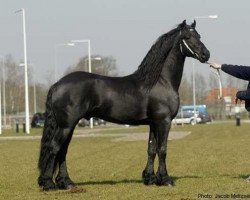 stallion Rik 396 (Friese, 1997, from Oltman 317)