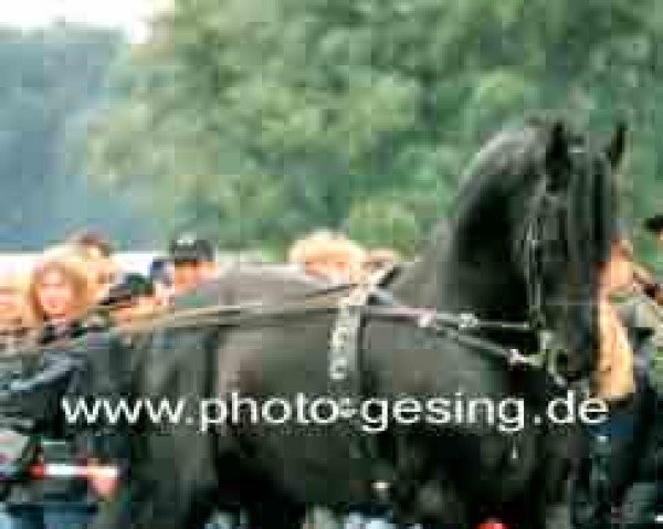 stallion Hannes 296 (Friese, 1984, from Naen 264)