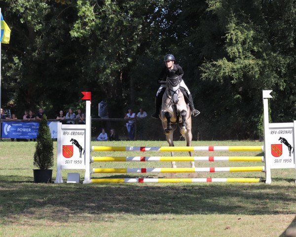 jumper Levington (Oldenburg show jumper, 2016, from Levisonn 208 FIN)