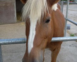 dressage horse Lord 773 (Haflinger Mix, 1997)