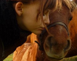 horse Pepe (Shetland Pony, 2010)