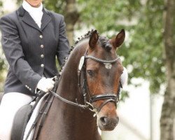 stallion Kick Down (German Riding Pony, 2007, from Kennedy WE)