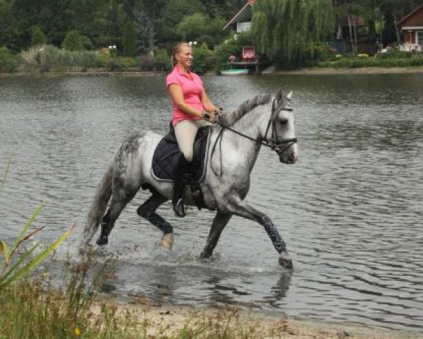 stallion Online Ixes (German Riding Pony, 2001, from Okay Big Bambu)