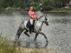 stallion Online Ixes (German Riding Pony, 2001, from Okay Big Bambu)