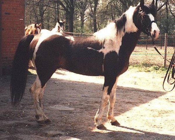 Pferd Shamani (Lewitzer, 1995, von Sazar)