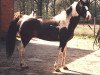stallion Shamani (Lewitzer, 1995, from Sazar)