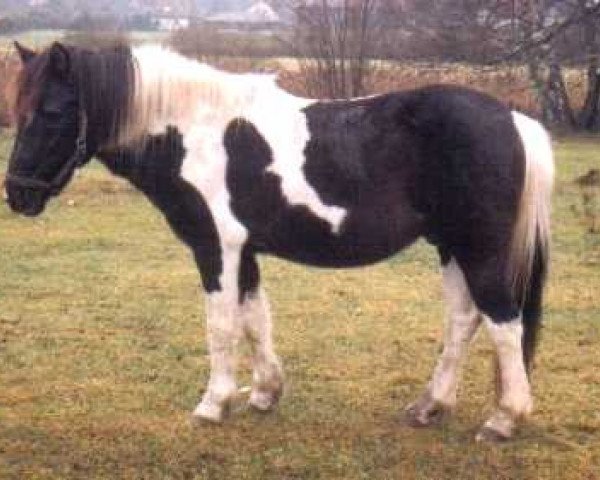 stallion Sascha (Lewitzer, 1982, from Salto B 385)
