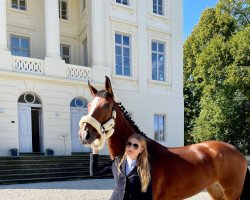 jumper Alexandria BB (Oldenburg show jumper, 2016, from Ogano Sitte)