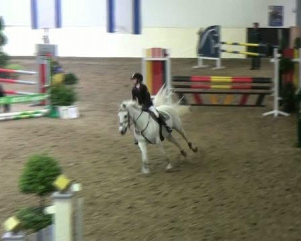 Zuchtstute Nora (Deutsches Reitpony, 1993, von Nibelungenheld)