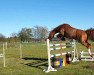 dressage horse Chili 36 (Hanoverian, 2008, from Crazy Classic)