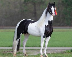 stallion Emiel BP57 (Pinto,  , from Alexander BP13)