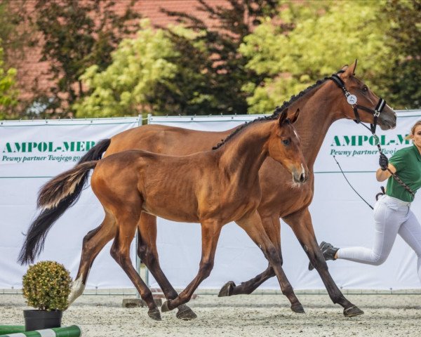 jumper Cutest One (anglo european sporthorse, 2021, from Lamiro)