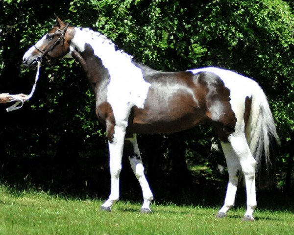 Deckhengst COLORANCE (KWPN (Niederländisches Warmblut),  , von Haico)