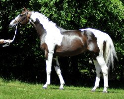 stallion Colorance (KWPN (Royal Dutch Sporthorse),  , from Haico)