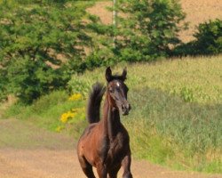 jumper Lucario (anglo european sporthorse, 2022, from Lamiro)