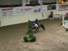 jumper Pamina 412 (German Riding Pony, 2002, from Power and Paint)