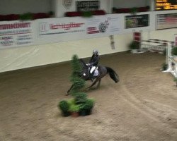 Springpferd Pamina 412 (Deutsches Reitpony, 2002, von Power and Paint)