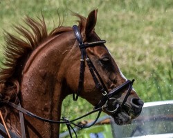 dressage horse Donaufuchs (Trakehner, 2011, from Halimey Go)