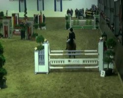 Zuchtstute Ladykracher 29 (Deutsches Reitpony, 2003, von Losander)
