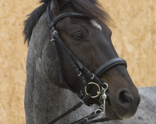 horse Sir Roger (Connemara Pony, 1998, from Patty's Benedict)