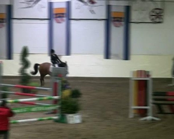 jumper Proud Dolomity (German Riding Pony, 2002, from Dexter)