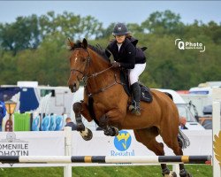 jumper Handyman (KWPN (Royal Dutch Sporthorse), 2012, from Falaise de Muze)