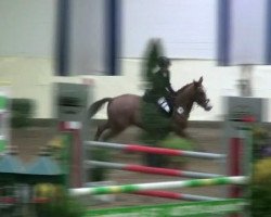 jumper Moonlight 245 (German Riding Pony, 1999, from Maestro)