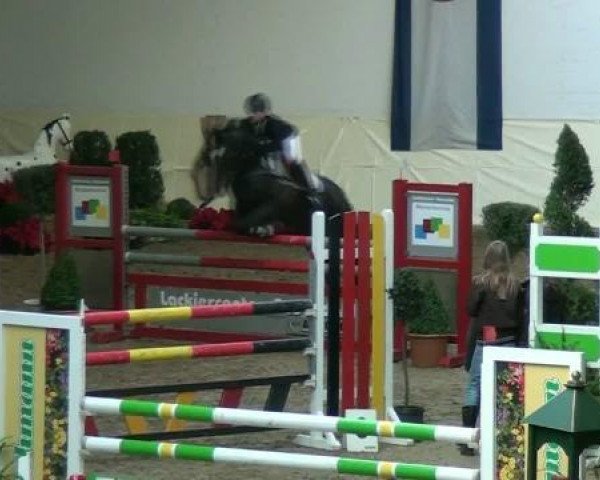 Springpferd Galina 216 (Deutsches Reitpony, 2005, von Begas)