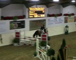 jumper Bienne (German Riding Pony, 2002, from Batman)